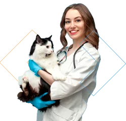 Imagem curso de Clínica Médica de Cães e Gatos